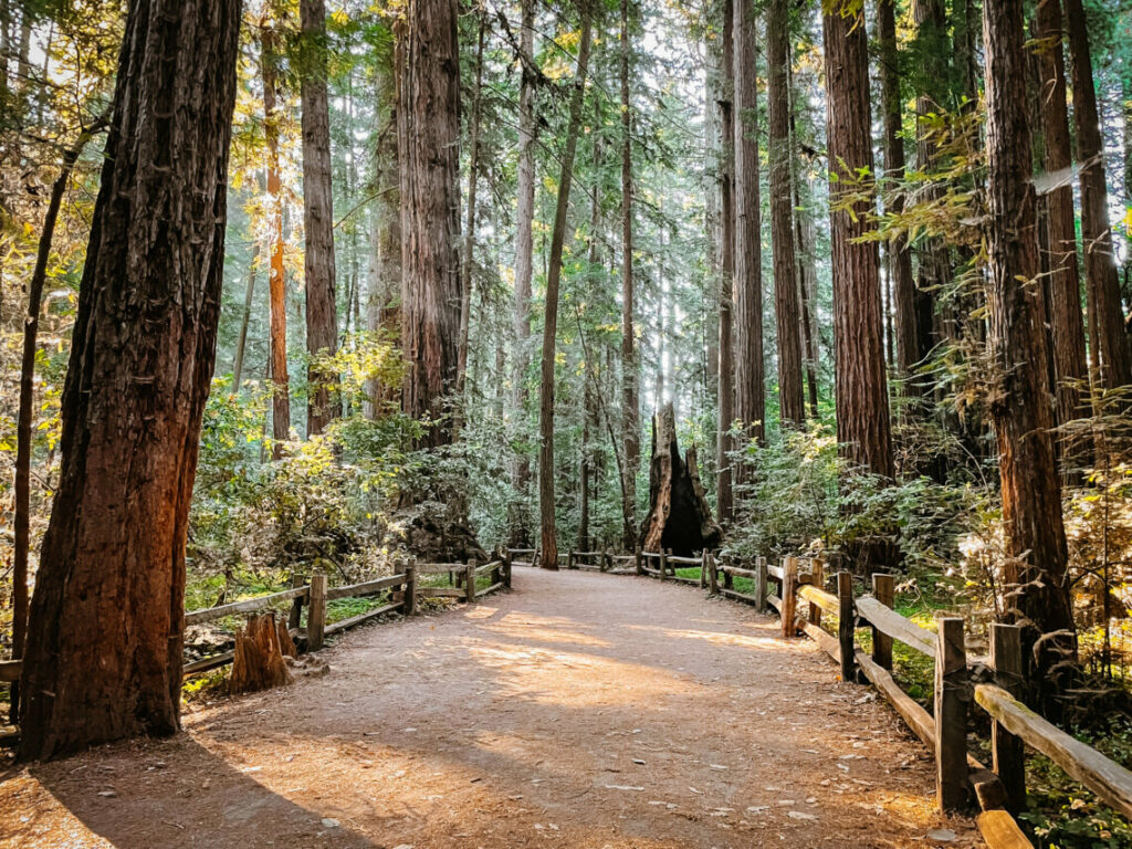 California national parks - Redwood National and State Parks