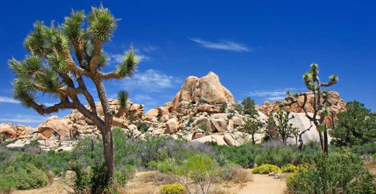 California national parks - Joshua Tree National Park