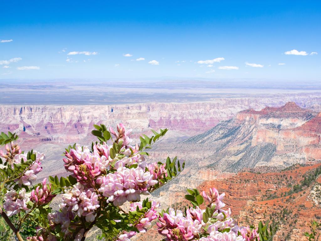 Grand Canyon best time to visit - Spring Awakening