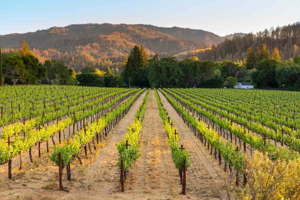 California road trip ideas - Wine Country Excursion